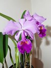 С.trianae 'Purple Dream'
